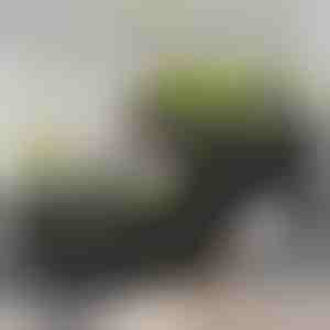 Kutije za vrtlarstvo | BOTANITKO