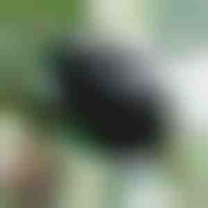 Kutija za razmnožavanje za zdrave korijene (5 komada) | ROOTY