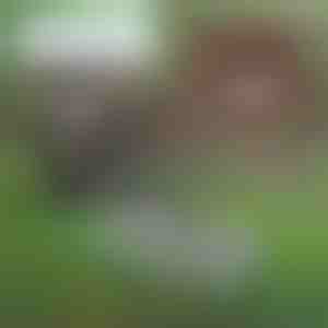 PRONGSPRO (1+1 Gratis)