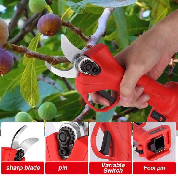 WHIZZPRUNER5