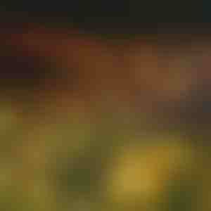 Vrtne solarne svjetiljke (toplo svjetlo) | SOMPEX